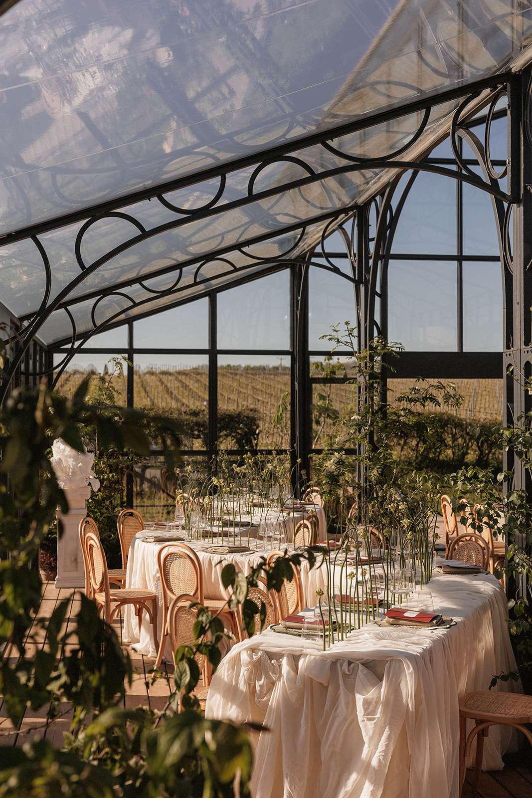 Minerva Vines